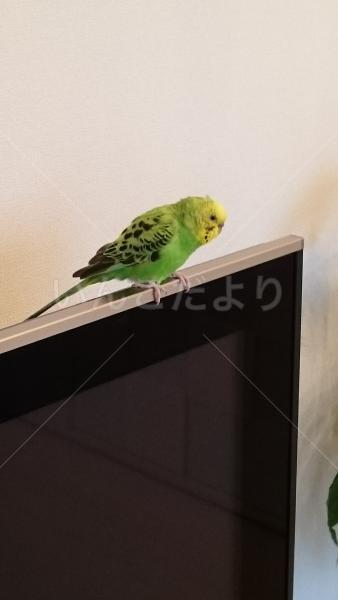 コメントの画像