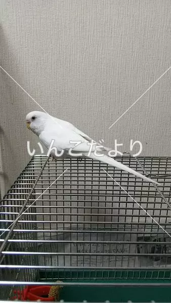 コメントの画像