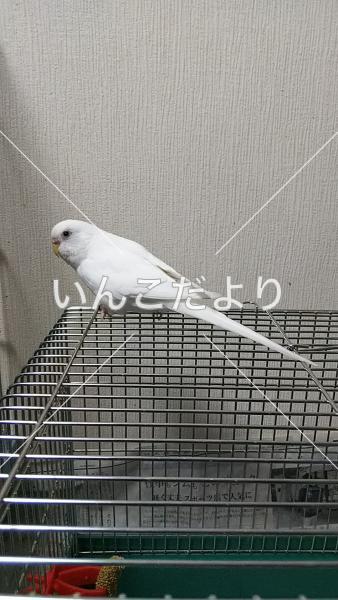 コメントの画像