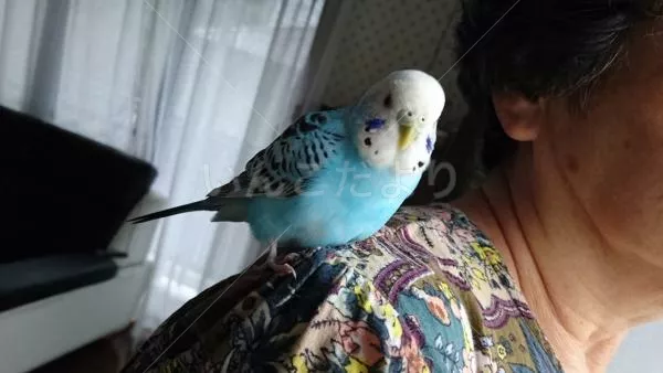 コメントの画像