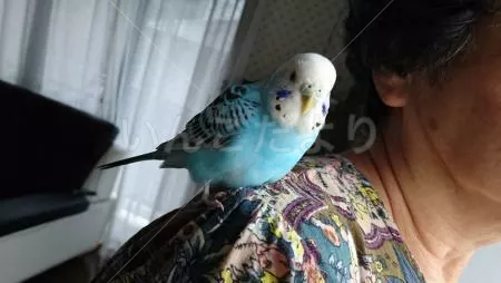 コメントの画像