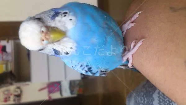 コメントの画像