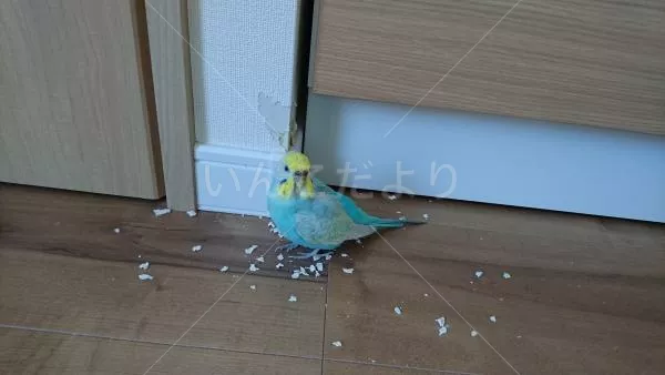 コメントの画像