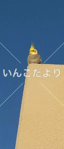 コメントの画像