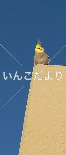 コメントの画像