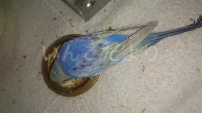 コメントの画像