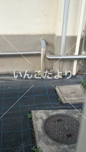 コメントの画像