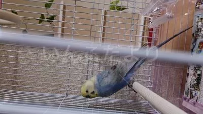 コメントの画像