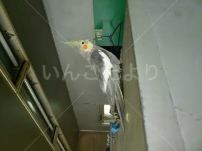 コメントの画像