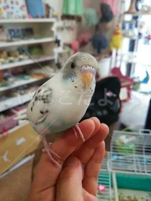 コメントの画像