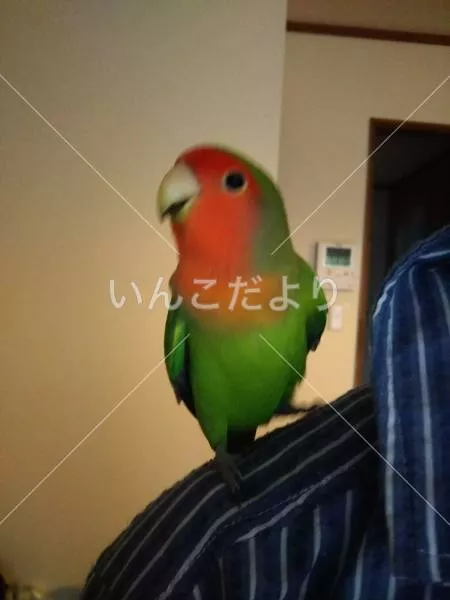 コメントの画像