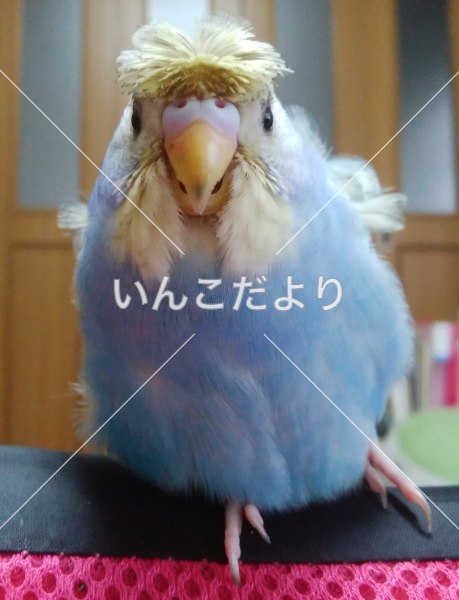 コメントの画像