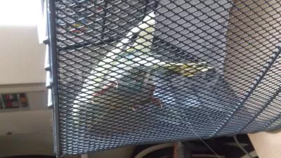 コメントの画像