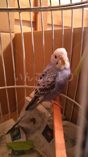 コメントの画像