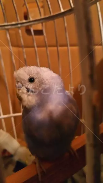 コメントの画像