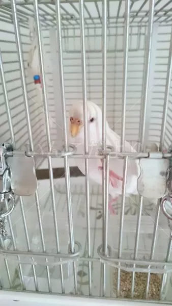 コメントの画像