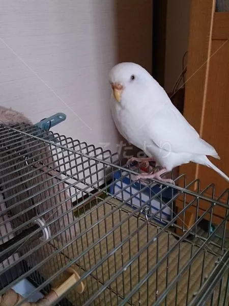 コメントの画像