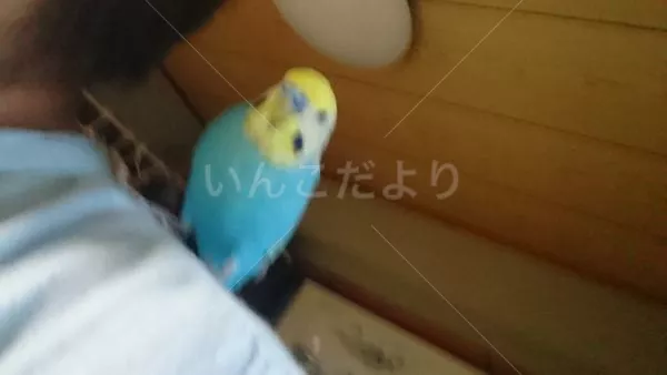 コメントの画像