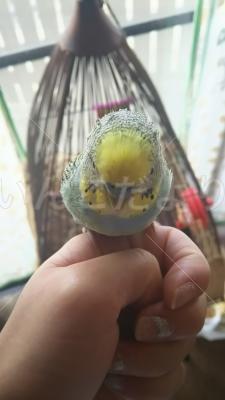 コメントの画像