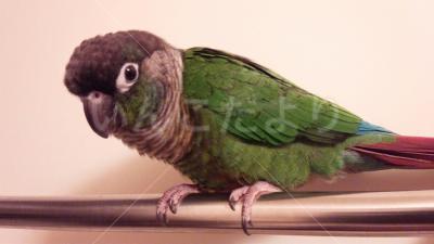 コメントの画像