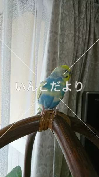 コメントの画像