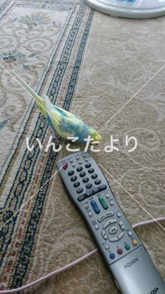 コメントの画像