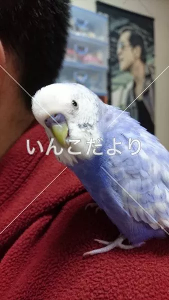 コメントの画像