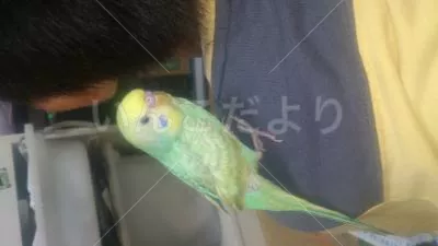 コメントの画像