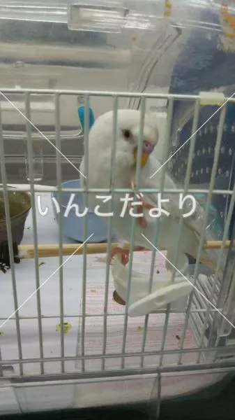 コメントの画像