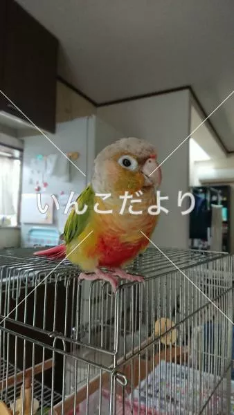 コメントの画像