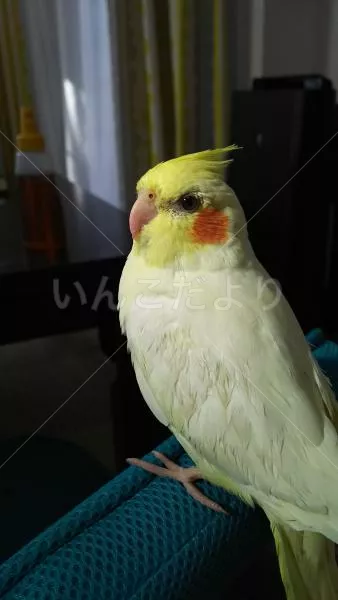 コメントの画像