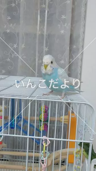 コメントの画像