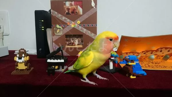 コメントの画像