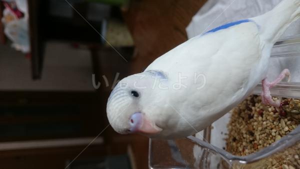 コメントの画像