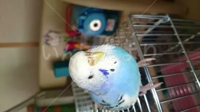 コメントの画像