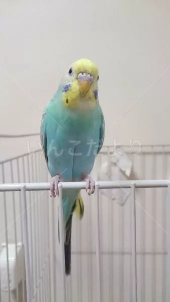 コメントの画像