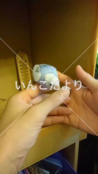 コメントの画像