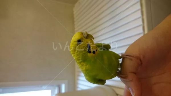 コメントの画像