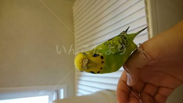 コメントの画像