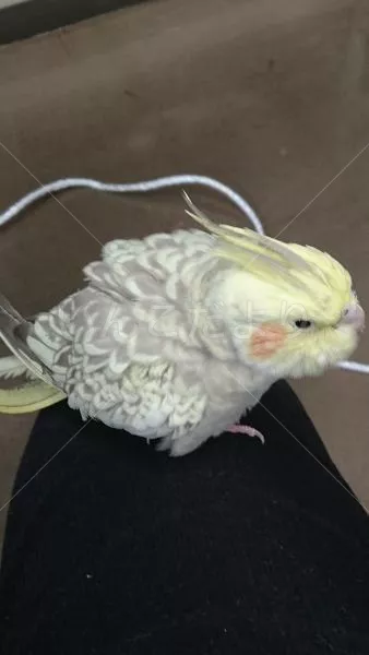 コメントの画像