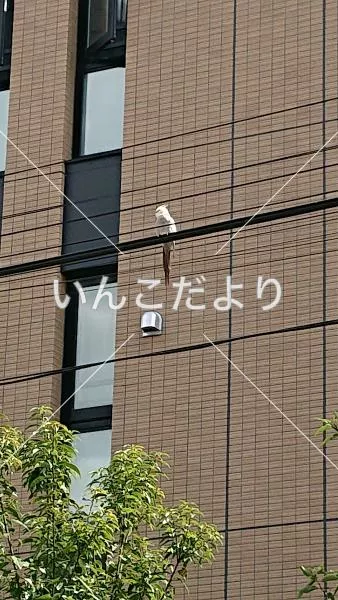 コメントの画像