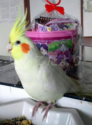 コメントの画像