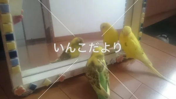 コメントの画像