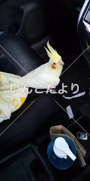 コメントの画像