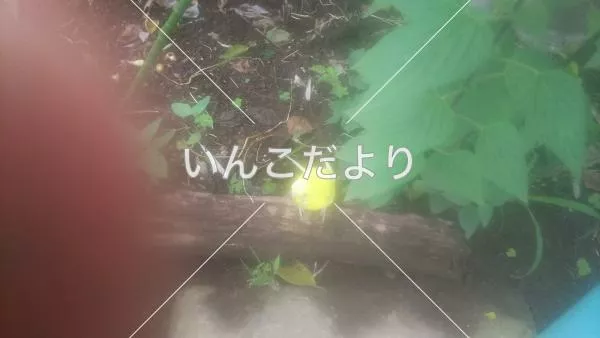 コメントの画像