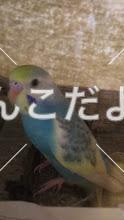 コメントの画像