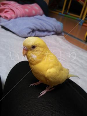 コメントの画像