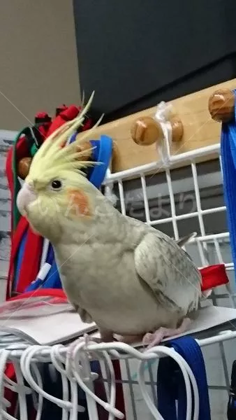 コメントの画像