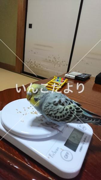 コメントの画像