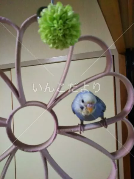 コメントの画像